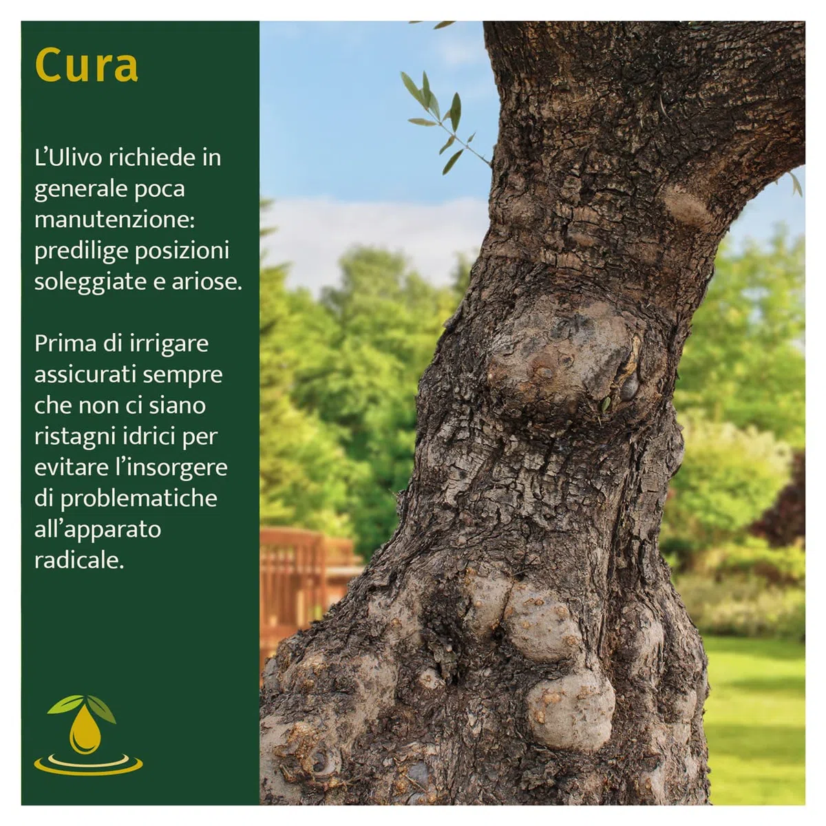 KENTIS - Véritable Bonsaï Olivier Hauteur Environ 200 cm - Olea Europea Bonsaï Circonférence du Tronc Environ 60-100 cm - Plante d'Extérieur pour les Jardins - Plante Ornementale - Olivier