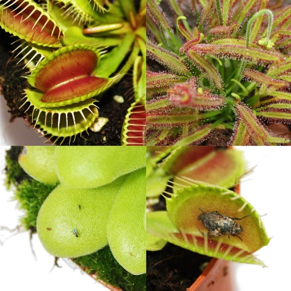 Exotenherz - Kit de démarrage des plantes carnivores - 5 + terre - terre de Carnivore
