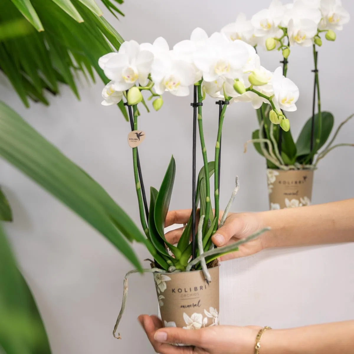 Kolibri Orchids Combi Deal Lot de 2 orchidées phalaenopsis blanches – Amabilis – Diamètre du pot : 9 cm – Plante d'intérieur à fleurs – Fraîcheur du producteur