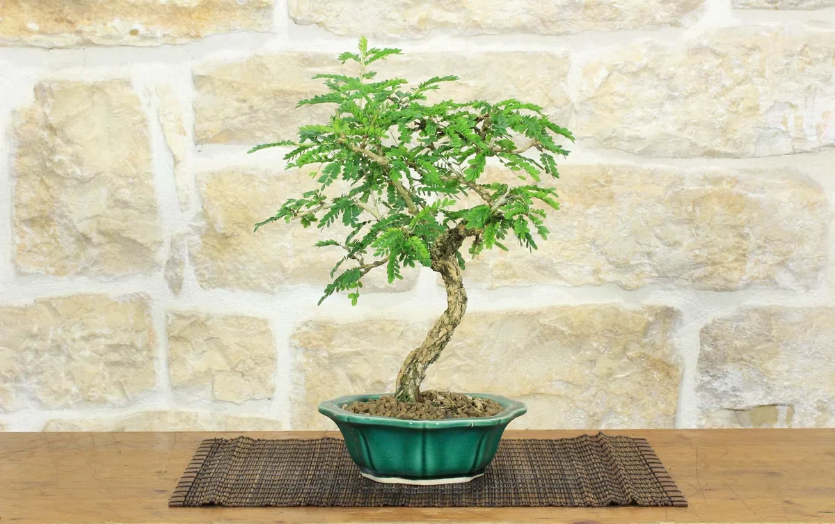 Sesbania Bonsaï (9)