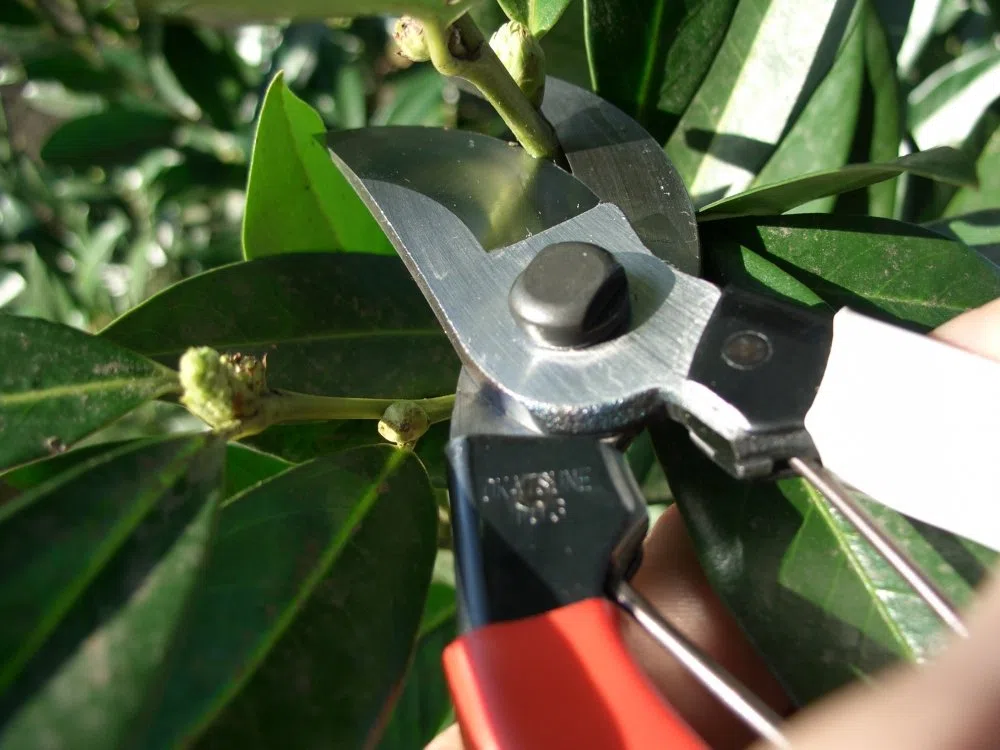 Okatsune 103 – Sécateur japonais avec lames ultra-tranchantes, conception robuste et coupe précise pour les fleurs, les branches, les vignes et les arbres fruitiers