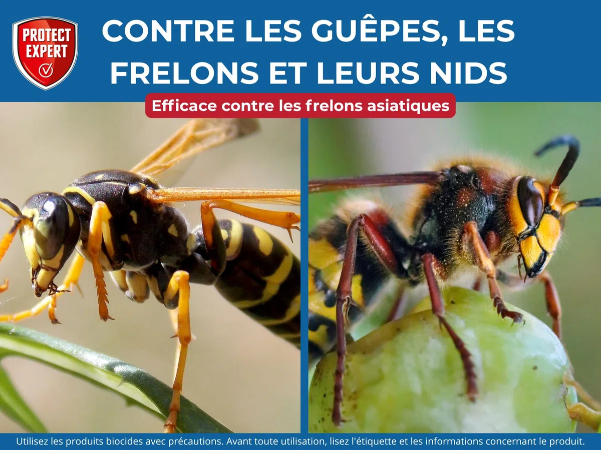 PROTECT EXPERT 4 Aérosols Anti-Guêpes & Frelons - Mousse - 4x600ml | Jet Longue Portée - Traitement à Distance - Pulvérisation Jusqu'à 3m - Action Choc & Foudroyante - GUEPMOUS600NX4