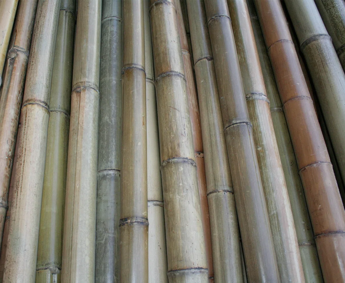 Madake Tige en bambou naturel - 180 cm de long - 8-10 cm de diamètre - Traité thermiquement - Conique - Pour projets de jardin et constructions