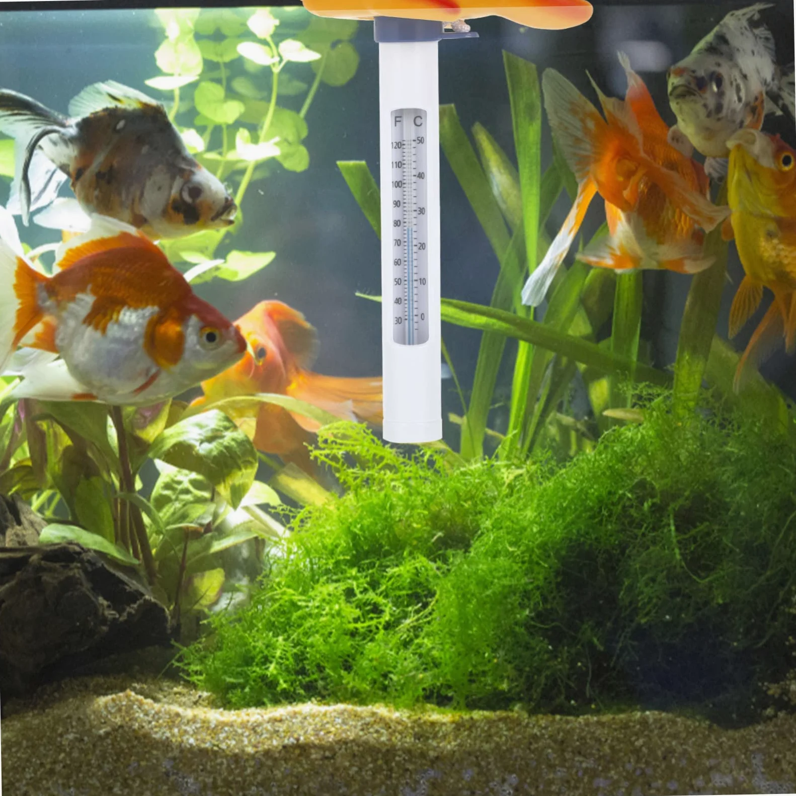 BESPORTBLE 3 Pièces Thermomètre jouet de bain étang jouets d'animaux jouets d'extérieur jouet d'extérieur avec échelle poisson rouge flotteur en plastique bassin piscine
