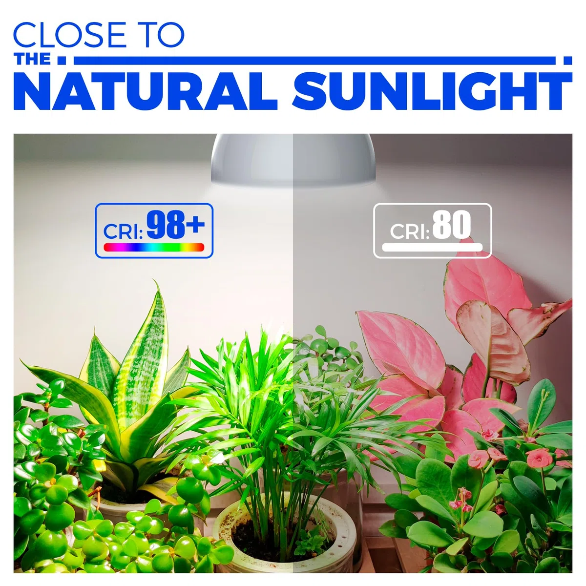 Barrina Lampe à LED pour Plantes avec Minuterie et Suspension, 25W 5000K, 4H/9H/14H Minuterie, Lampe LED à Spectre Complet Plantes d'intérieur pour Semis, Succulentes, Cactus, Croissance