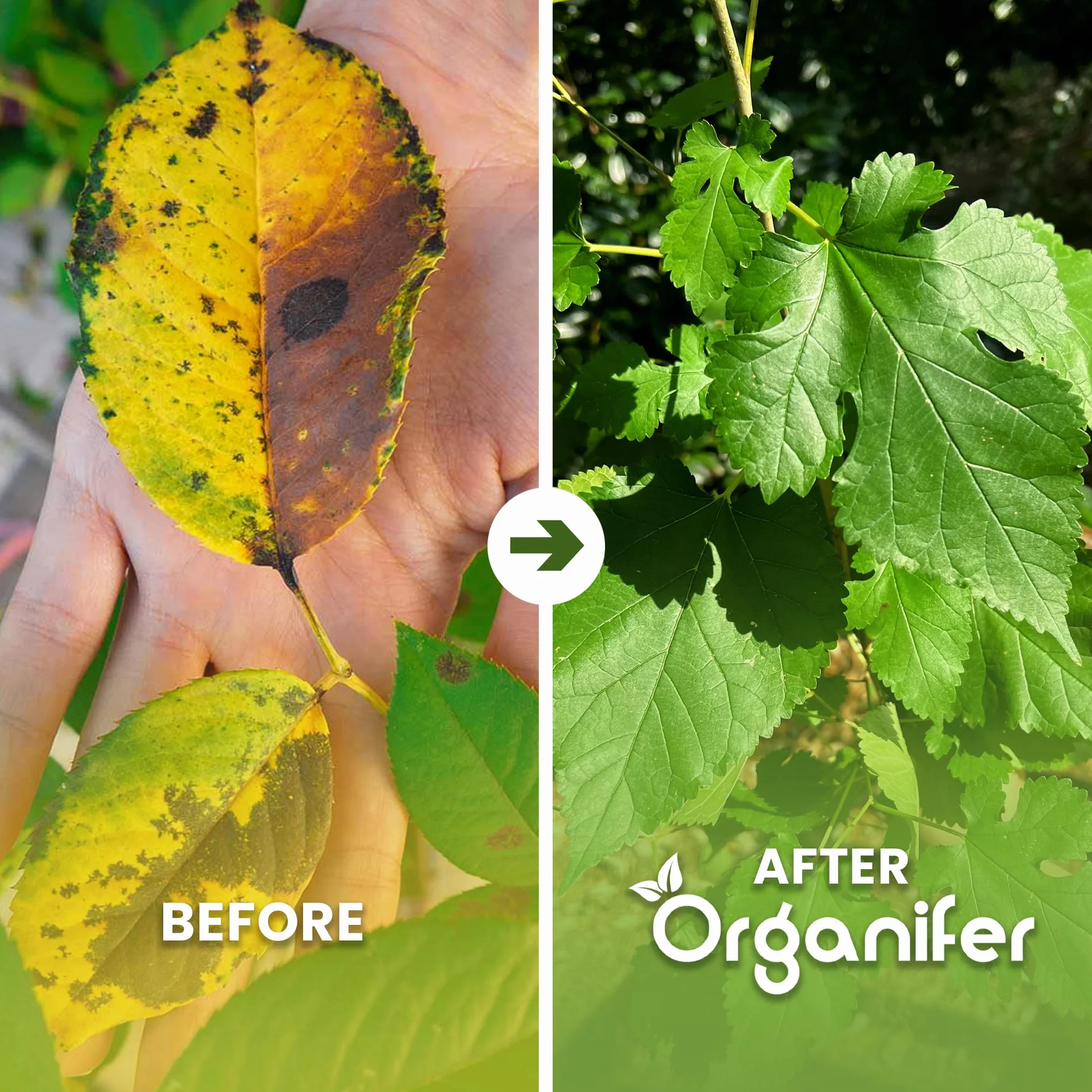 Concentré Pour Feuilles De Plantes – Maladies - 1 Litre - 1000 M2 - Catégorie Biostimulant – Pour Plantes D'Intérieur – Pour Jardin, Rosiers, Fleurs, Légumes, Fruits - Organifer