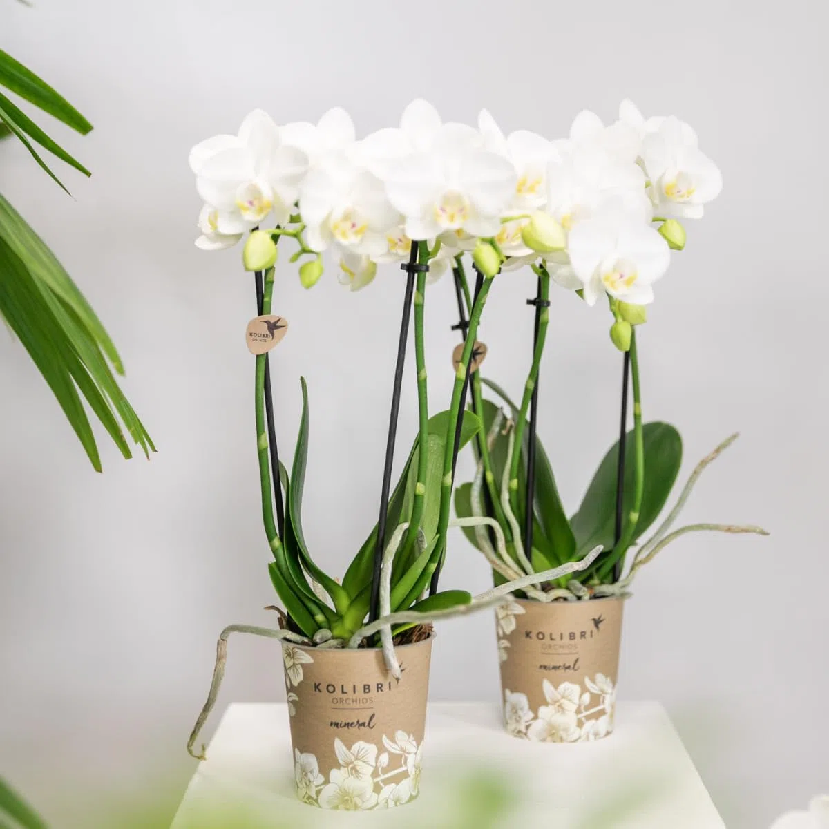 Kolibri Orchids Combi Deal Lot de 2 orchidées phalaenopsis blanches – Amabilis – Diamètre du pot : 9 cm – Plante d'intérieur à fleurs – Fraîcheur du producteur