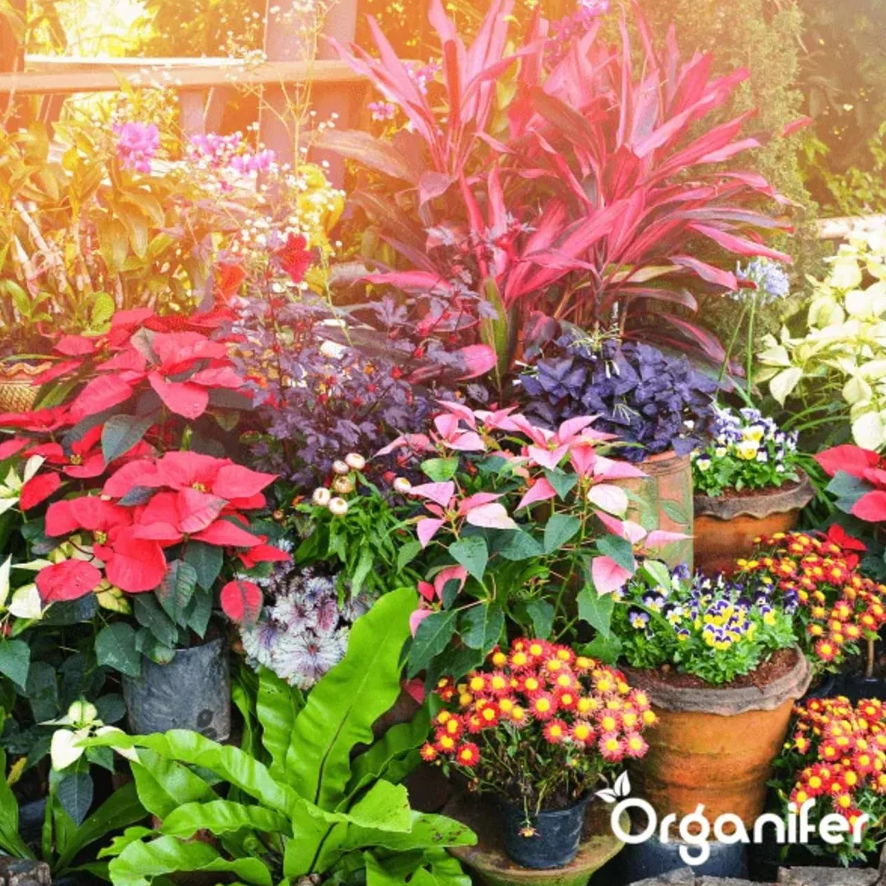 Concentré Pour Feuilles De Plantes – Maladies - 1 Litre - 1000 M2 - Catégorie Biostimulant – Pour Plantes D'Intérieur – Pour Jardin, Rosiers, Fleurs, Légumes, Fruits - Organifer