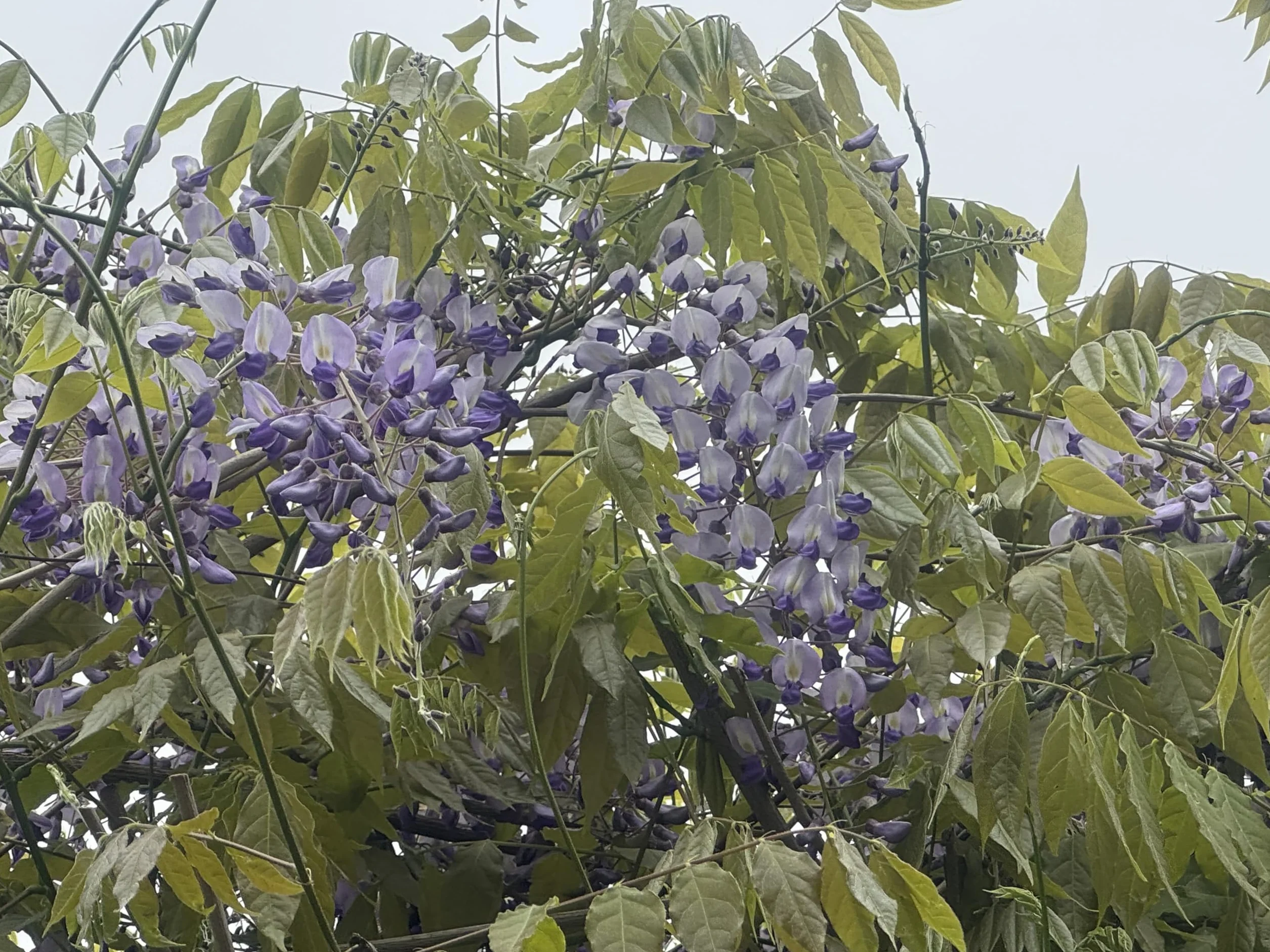 Lot de 1000 graines de blauregen > Wisteria sensuel (belles plantes grimpantes florissantes hivernales).