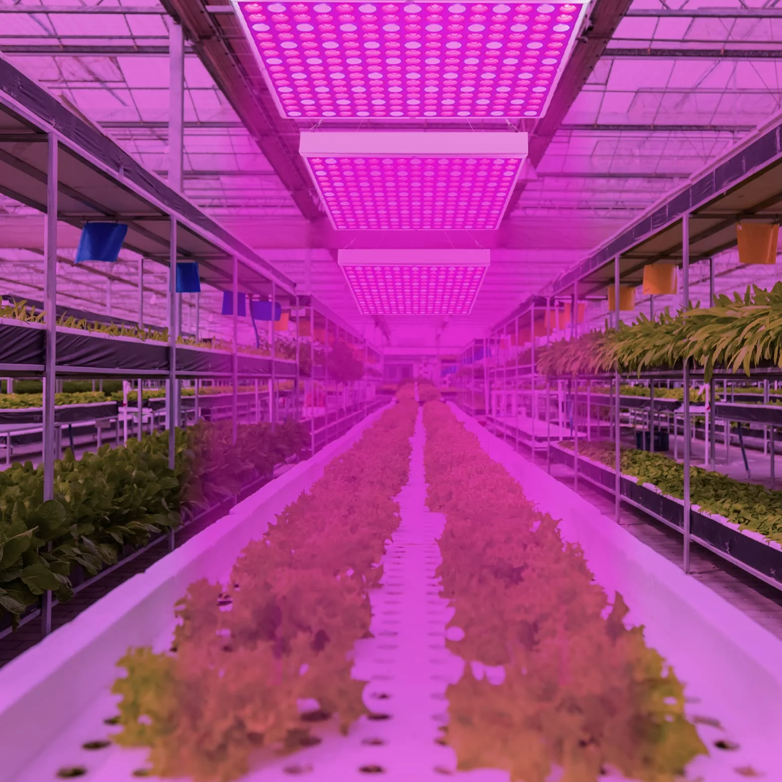 Randaco 2pcs 45W LED Grow Lightà Lampe de Plante Spectre Complet, Lampe Horticole avec 225LEDs Lumière Rouge et Bleue, Lampe de Plante pour Intérieur Hydroponique Germination