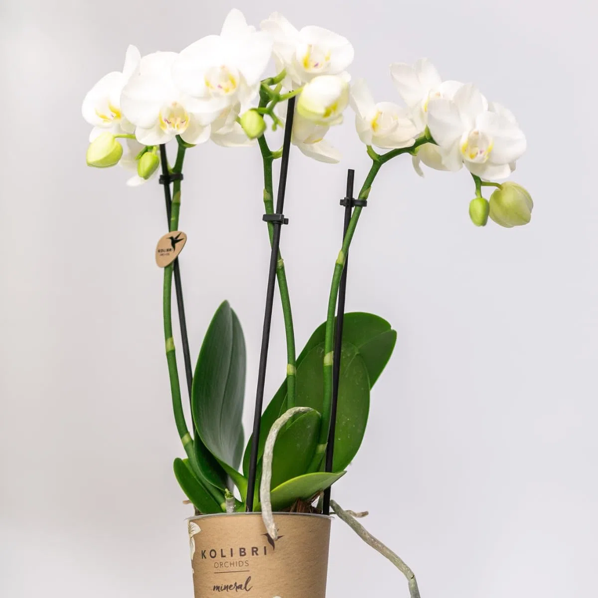 Kolibri Orchids Combi Deal Lot de 2 orchidées phalaenopsis blanches – Amabilis – Diamètre du pot : 9 cm – Plante d'intérieur à fleurs – Fraîcheur du producteur