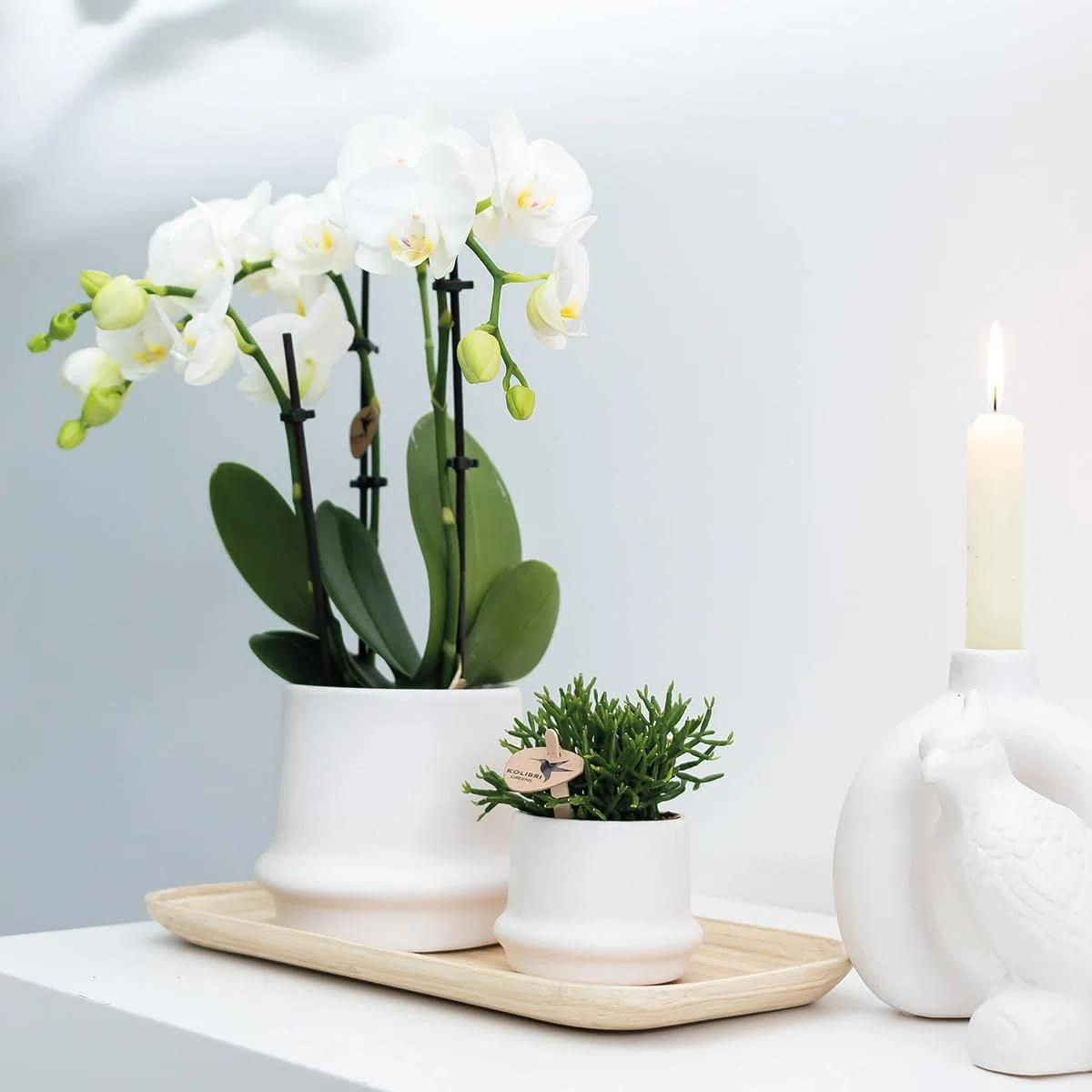 Kolibri Orchids Combi Deal Lot de 2 orchidées phalaenopsis blanches – Amabilis – Diamètre du pot : 9 cm – Plante d'intérieur à fleurs – Fraîcheur du producteur