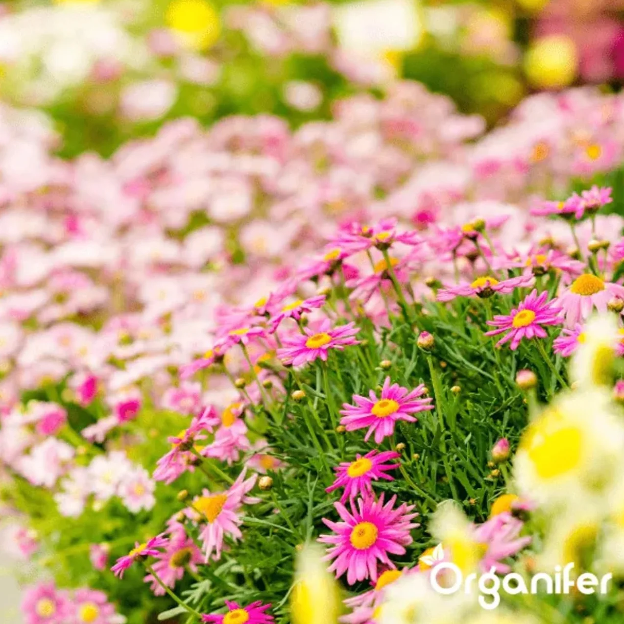 Concentré Pour Feuilles De Plantes – Maladies - 1 Litre - 1000 M2 - Catégorie Biostimulant – Pour Plantes D'Intérieur – Pour Jardin, Rosiers, Fleurs, Légumes, Fruits - Organifer