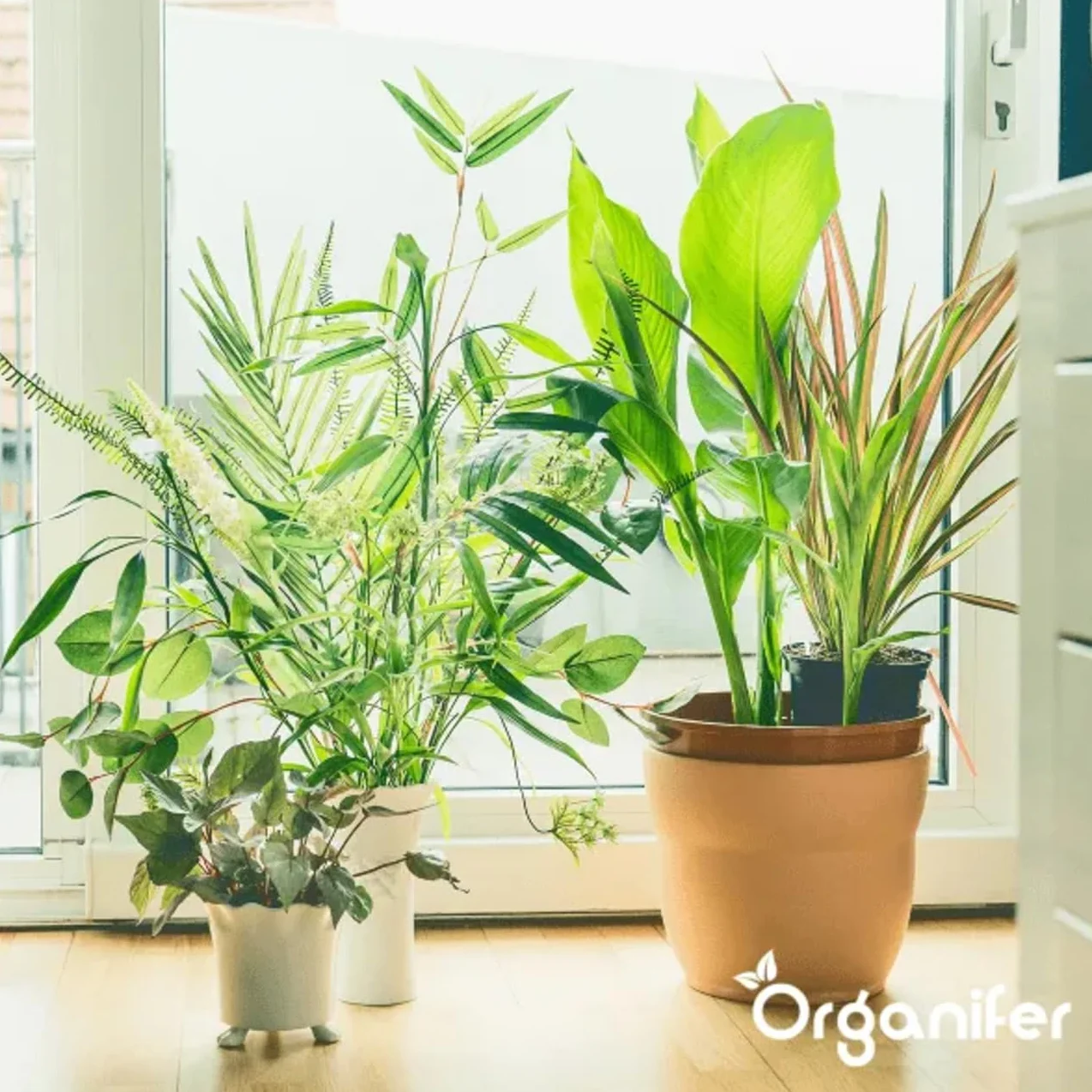 Concentré Pour Feuilles De Plantes – Maladies - 1 Litre - 1000 M2 - Catégorie Biostimulant – Pour Plantes D'Intérieur – Pour Jardin, Rosiers, Fleurs, Légumes, Fruits - Organifer