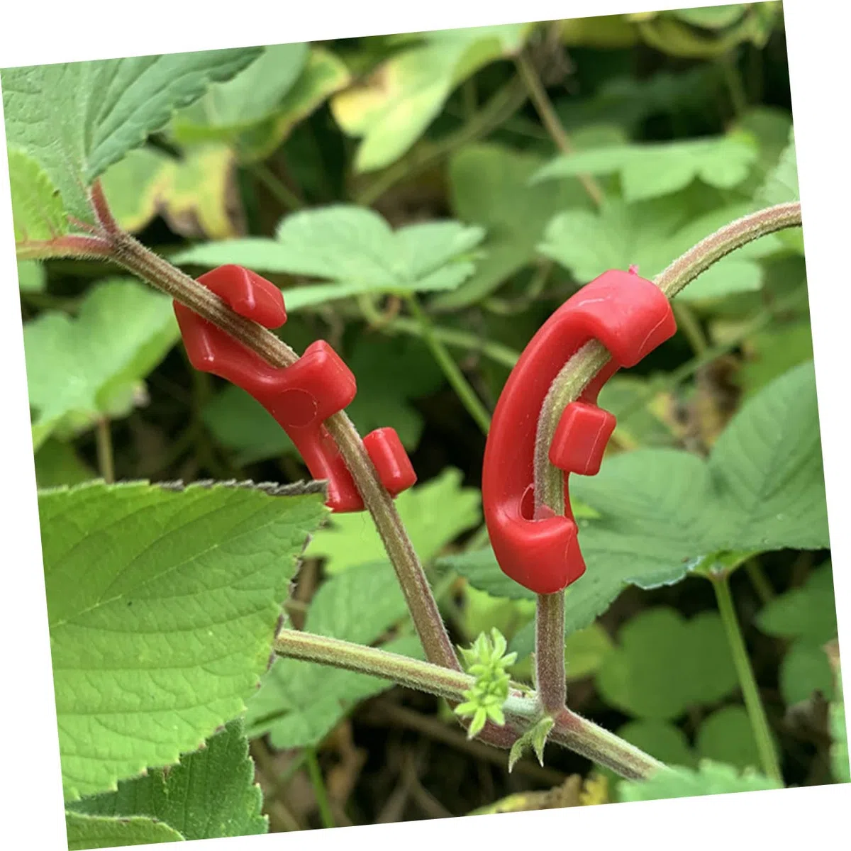 POPETPOP 300pièces Benders De Plantes Plastique à Degrés Clips De Fixation pour Branches Et De Plantes Outils De Jardinage pour Intérieur Et Extérieur