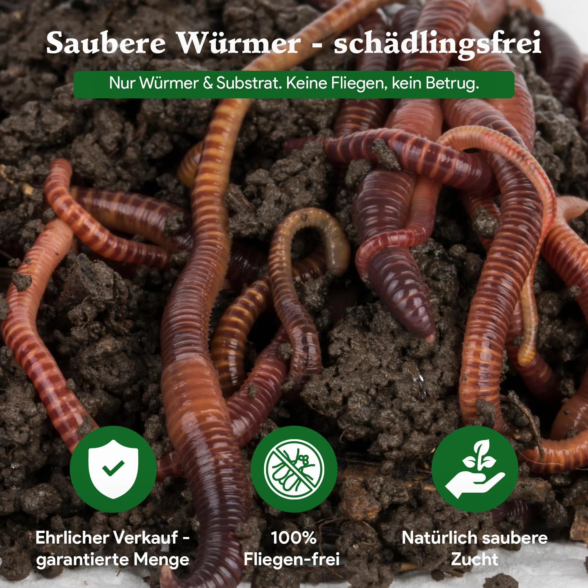 1 kg de vers de compost (min. 1000 pièces) | Vers de terre, mélange Eisenia vivant pour compost, jardin, vermicomposteur, boîte à vers, plate-bande surélevée