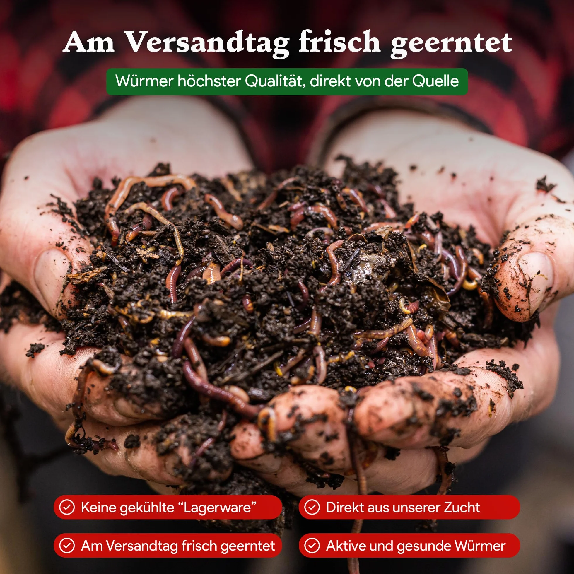 1 kg de vers de compost (min. 1000 pièces) | Vers de terre, mélange Eisenia vivant pour compost, jardin, vermicomposteur, boîte à vers, plate-bande surélevée