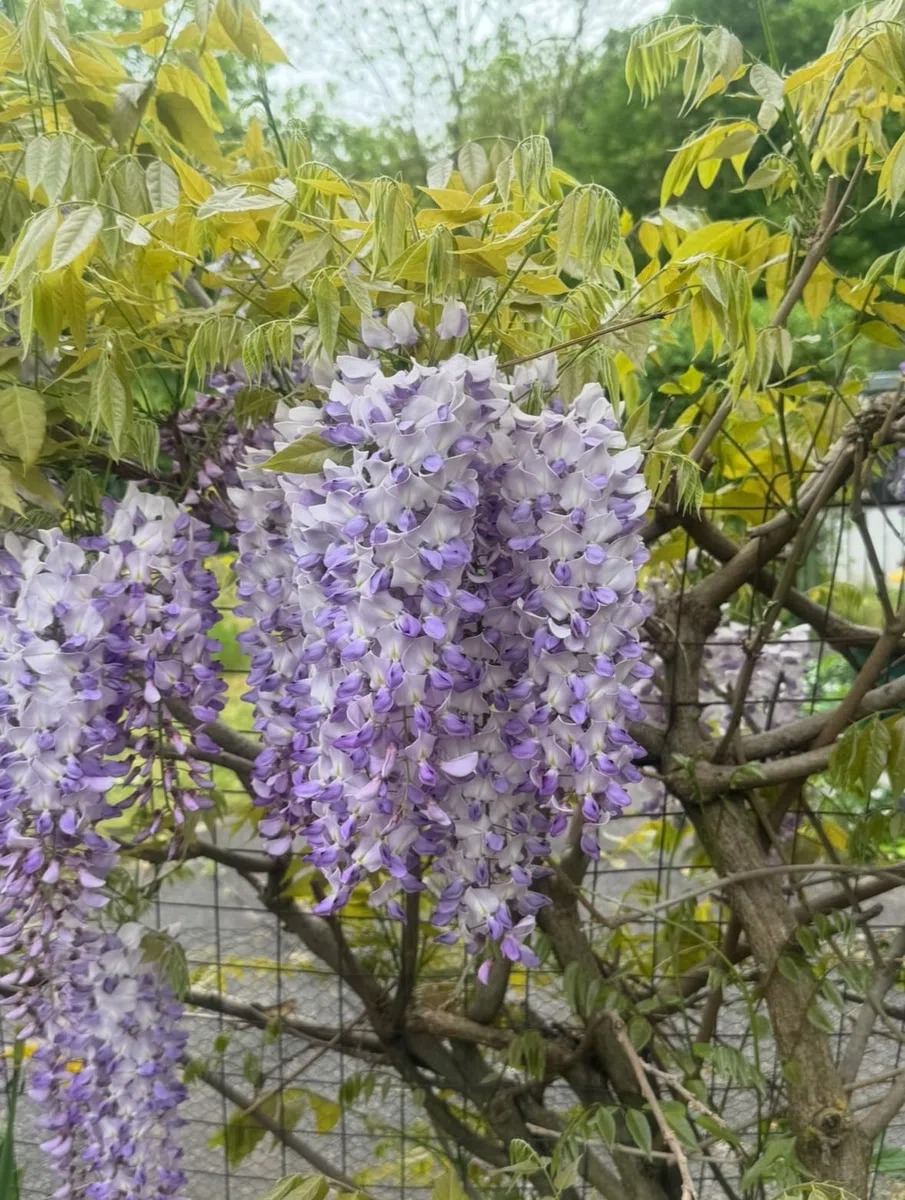Lot de 1000 graines de blauregen > Wisteria sensuel (belles plantes grimpantes florissantes hivernales).