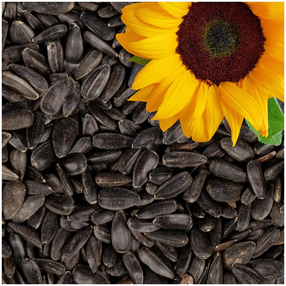 Lyra Pet® 25 kg de graines de Tournesol Noir | Nourriture pour Oiseaux Sauvages Toute l'année | Idéal pour Les Petits Oiseaux | avec Une teneur maximale en Huile | Donne de l'énergie été et Hiver