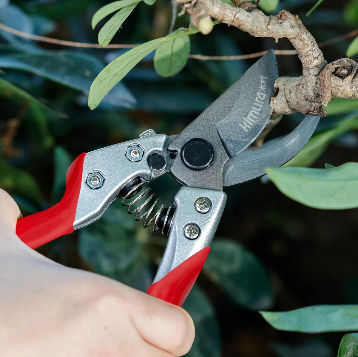 Sécateur de jardin professionnel Kimura 8", lame en acier japonais SK5 aiguisée comme un rasoir, poignées antidérapantes recouvertes de PVC, léger et de forme ergonomique, sécateur de dérivation