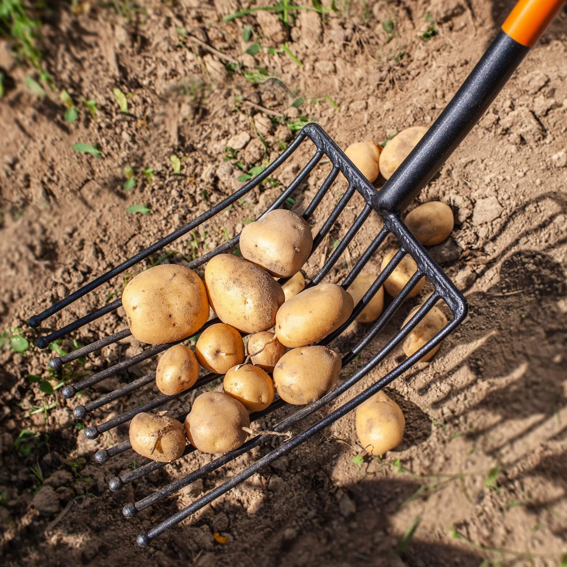 KADAX Fourche à Pommes de Terre dotée d'une Tête en Acier Trempé au Carbone et des Dents Arrondies, Outil de Jardin avec Manche Long (10 Dents)