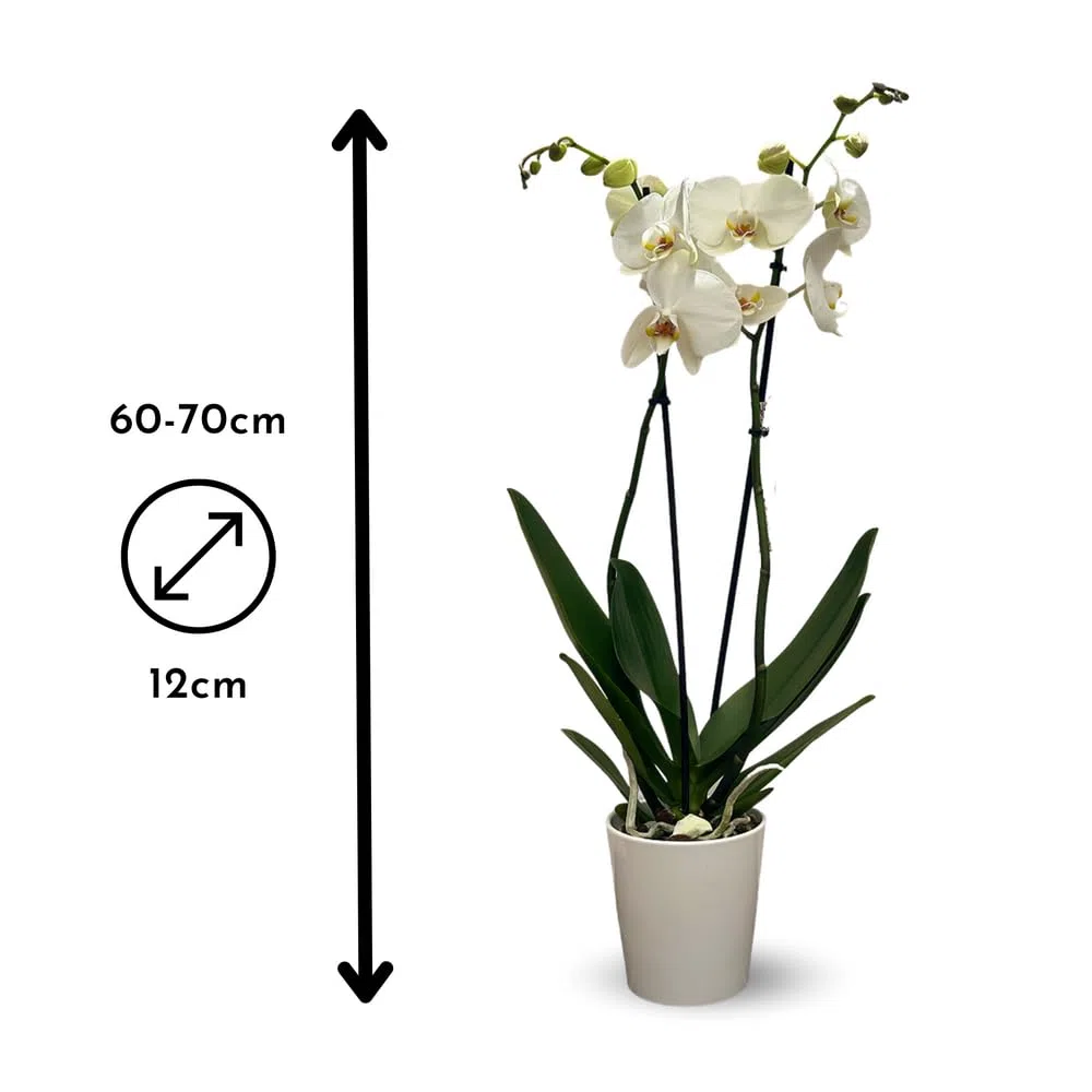 Attitude Jardin - Orchidée blanche - double branche - phalaenopsis - Orchidaceae - 60-70 cm - ⌀ 12 cm - avec cache pot en céramique blanc
