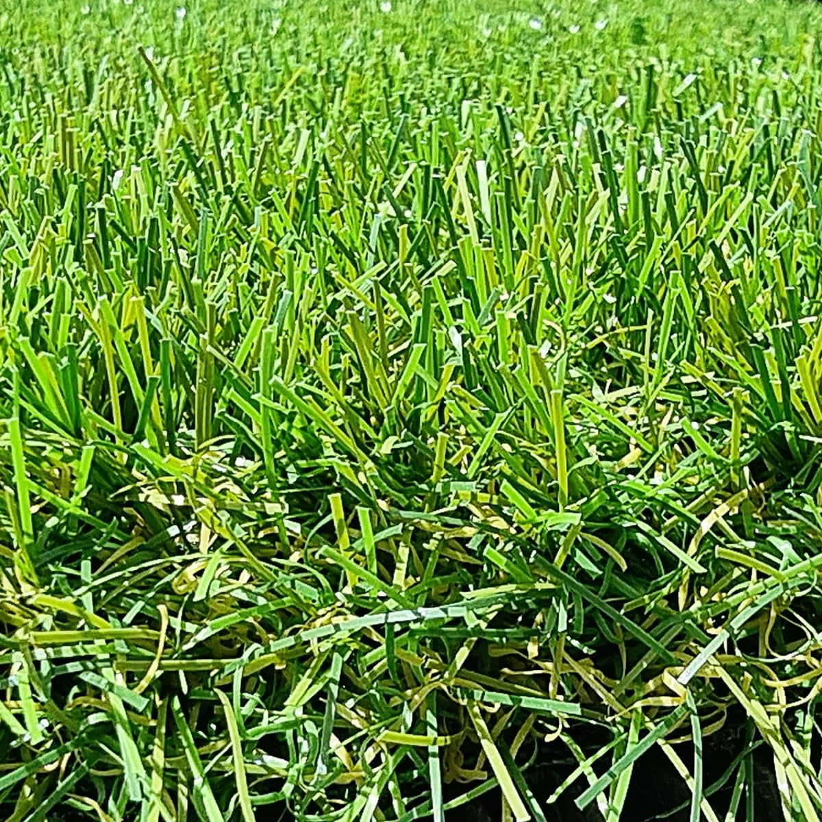 Gazon Synthétique 40mm en 2m de large (2m de large x 6 m de long)