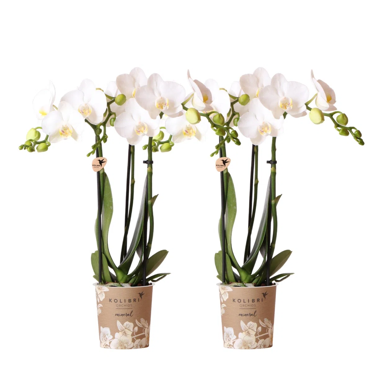 Kolibri Orchids Combi Deal Lot de 2 orchidées phalaenopsis blanches – Amabilis – Diamètre du pot : 9 cm – Plante d'intérieur à fleurs – Fraîcheur du producteur