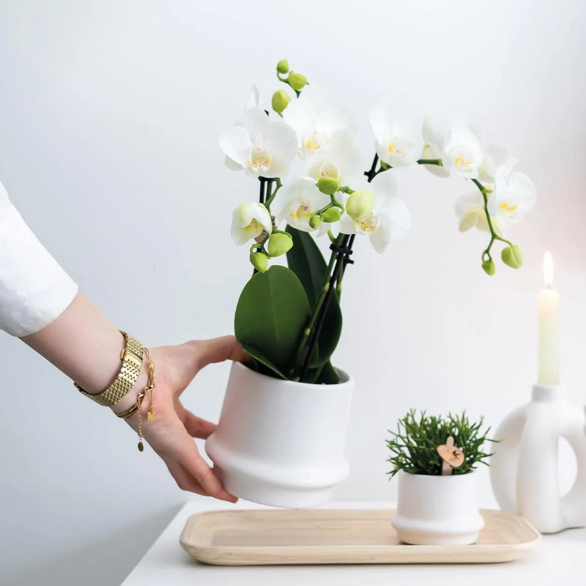 Kolibri Orchids Combi Deal Lot de 2 orchidées phalaenopsis blanches – Amabilis – Diamètre du pot : 9 cm – Plante d'intérieur à fleurs – Fraîcheur du producteur